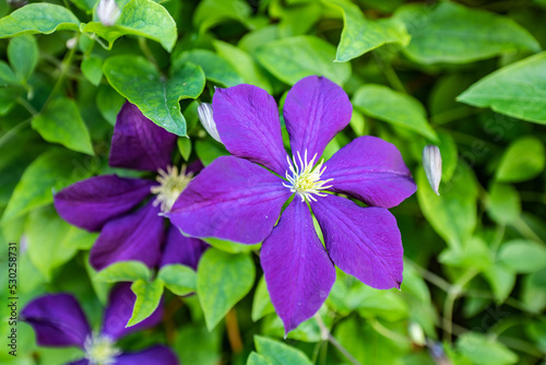 Purple flower