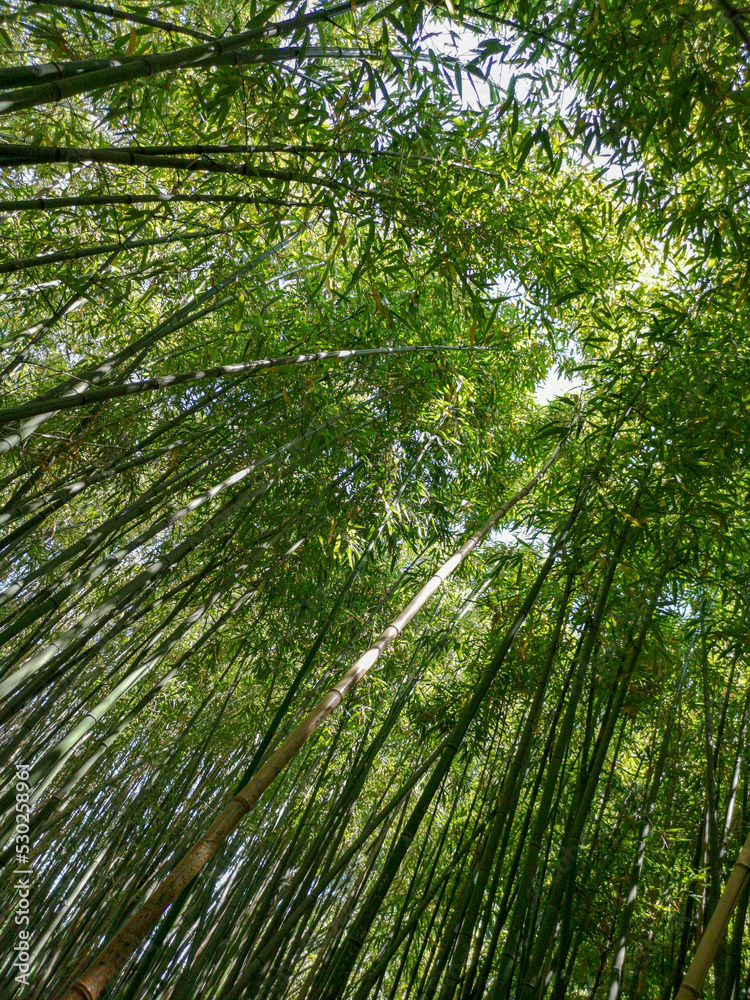 bamboo forest bamboo forest