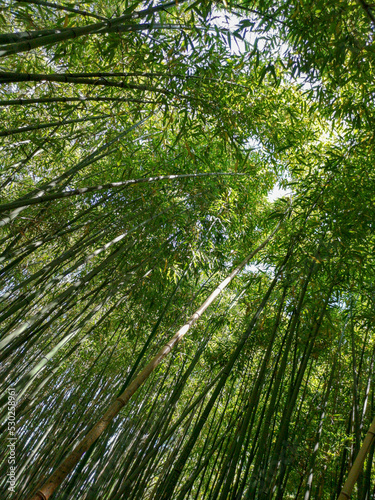 bamboo forest