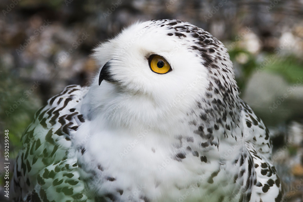 Fototapeta premium The look of the Snowy Owl. Beautiful eyes. Piercing look. Beauty of nature. Conservation of endangered animal species. Place for text