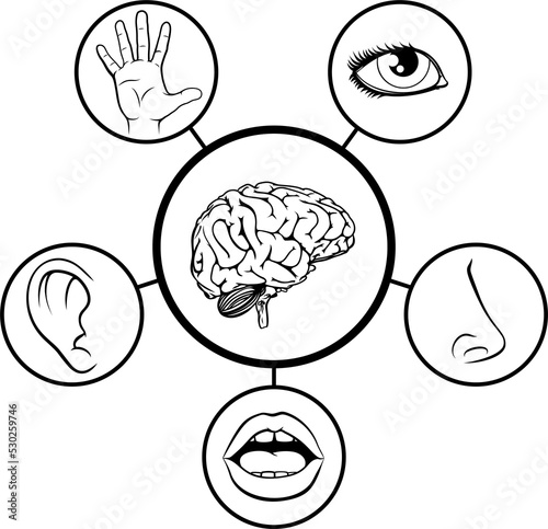 Brain and Five Senses