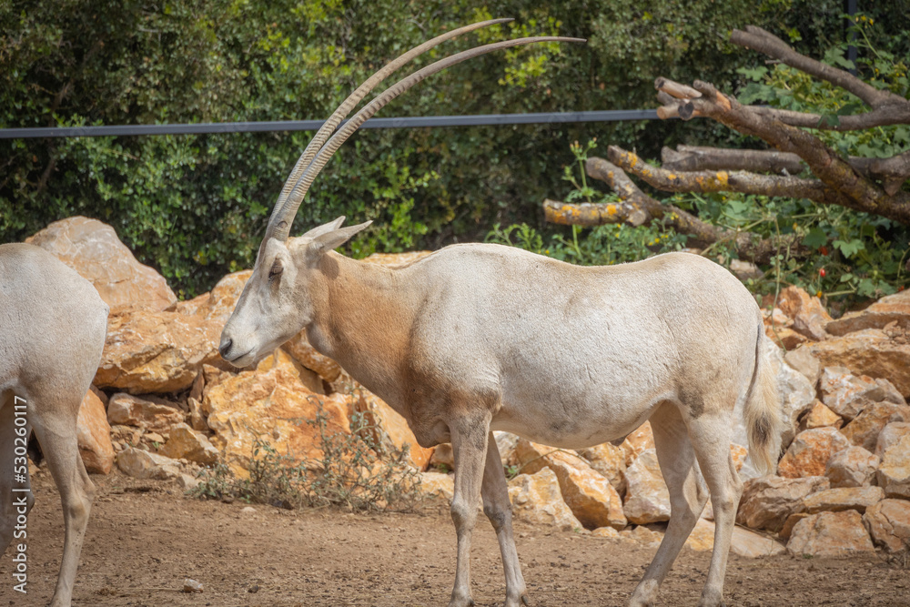 oryx algazelles en gros plan dans un parc animalier oryx algazelles en gros plan dans un parc animalier
