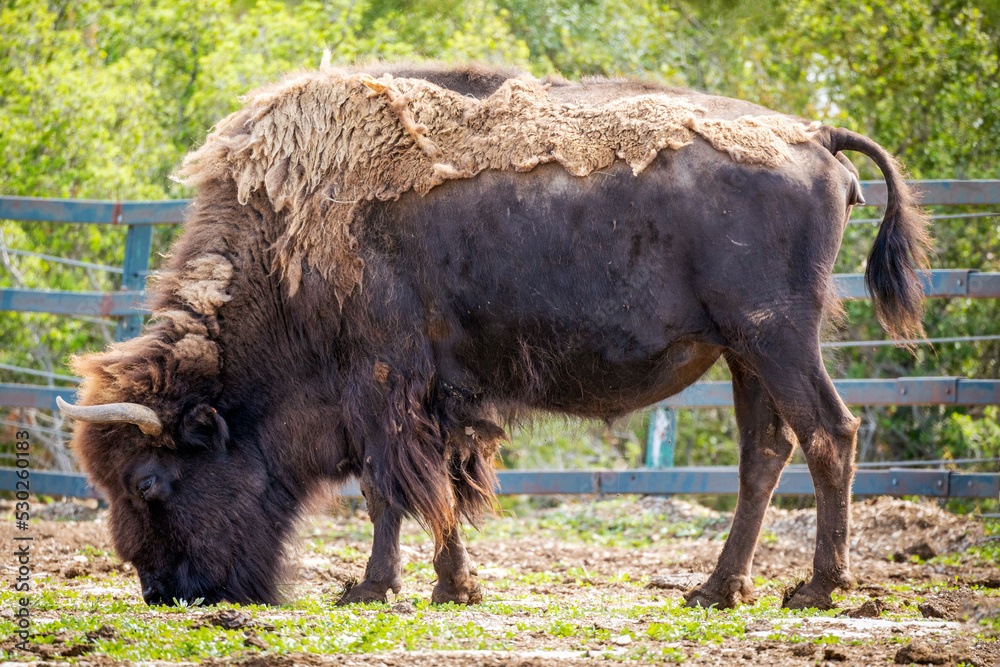 bison d’Amérique dans un enclos bison d’Amérique dans un enclos