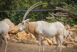 oryx algazelles en gros plan dans un parc animalier