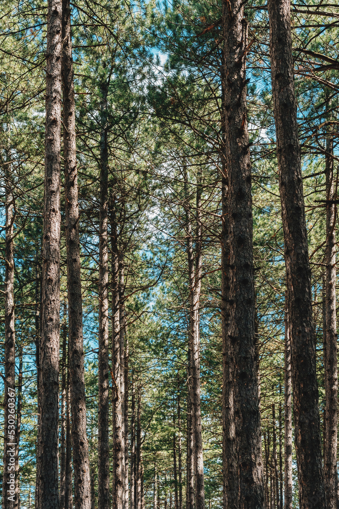 Tall pine (Pinus Silvestris variegata Zlatiborica) trees on Zlatibor Tall pine (Pinus Silvestris variegata Zlatiborica) trees on Zlatibor