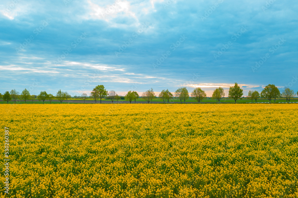 Blooming rapeseed (Brassica napus) field with trees and sky in background, beauty in nature Blooming rapeseed (Brassica napus) field with trees and sky in background, beauty in nature