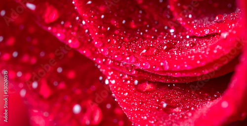 Red rose petals close-up with water drops. Floral background for screensaver  wallpapers  postcards for Valentine s day  birthday  wedding day. High quality photo