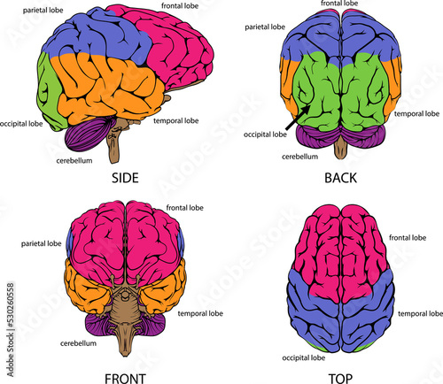 Human brain from all sides
