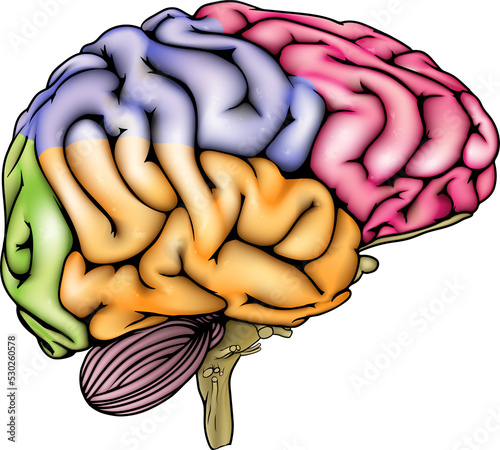 Human brain anatomy sectioned