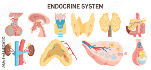 Endocrine system organs and glands. Hormone release glands of human
