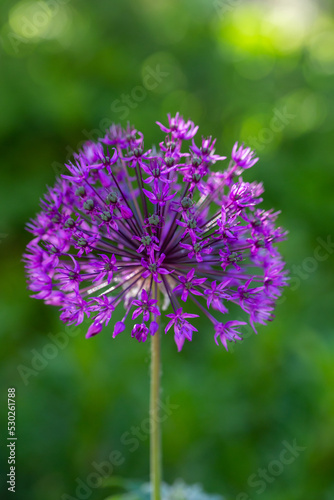 Blooming purple giant onion macro photography on a sunny summer day. A garden plant allium giganteum blooming in the form of a large purple ball close-up photo in summertime. 