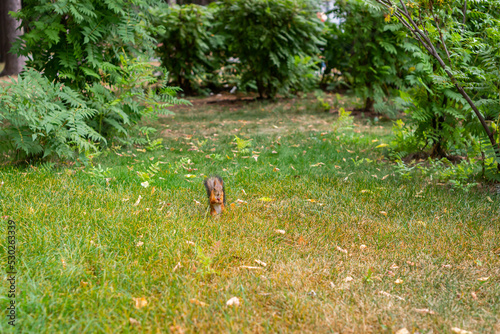 Squirrel in the city park. Squirrel is standing on the lawn