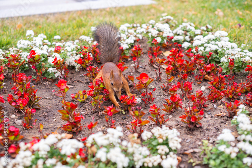 Squirrel in the city Squirrel in the city park. Squirrel buries a nut in the groundpark