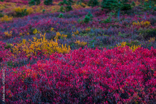 Flora in Mt. Rainier National park