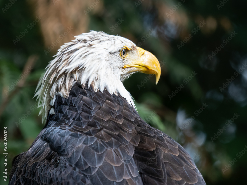 Adler Adler