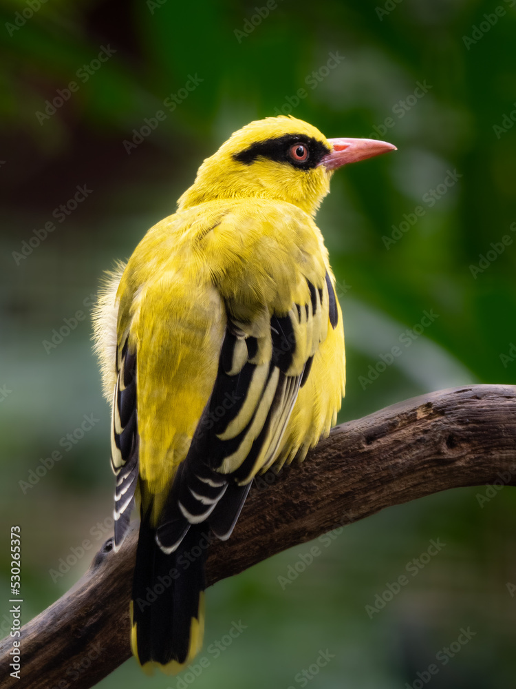 Fototapeta premium Vogel