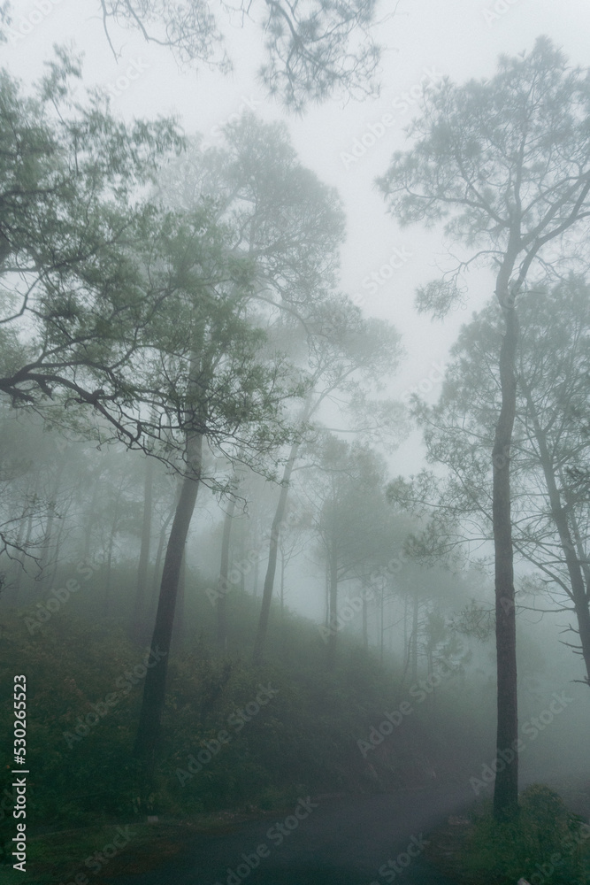 Road in Forest with mist. Spooky looking woods in a misty day. Scenic view of road & misty forest. Road in Forest with mist. Spooky looking woods in a misty day. Scenic view of road & misty forest.
