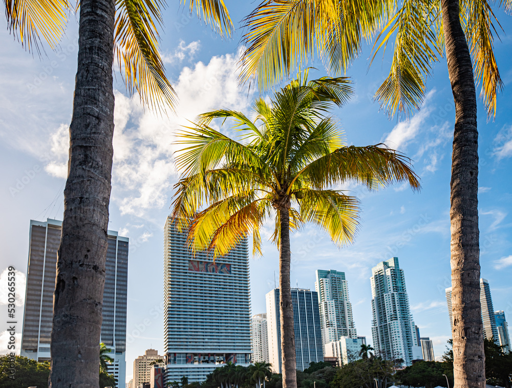 Fototapeta premium Palm trees at Biscayne Park, Downtown Miami, Florida