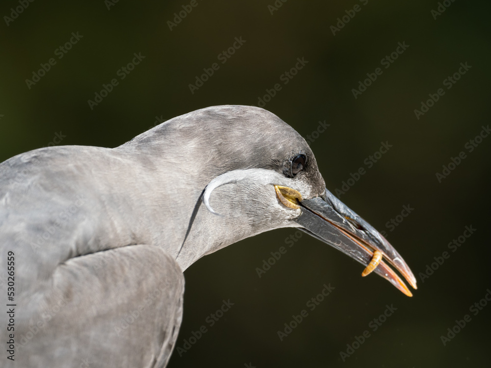 Obraz premium Inkaseeschwalbe