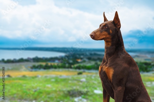 Dog in the national park  a travel companion. Smart dog  spirit of freedom.