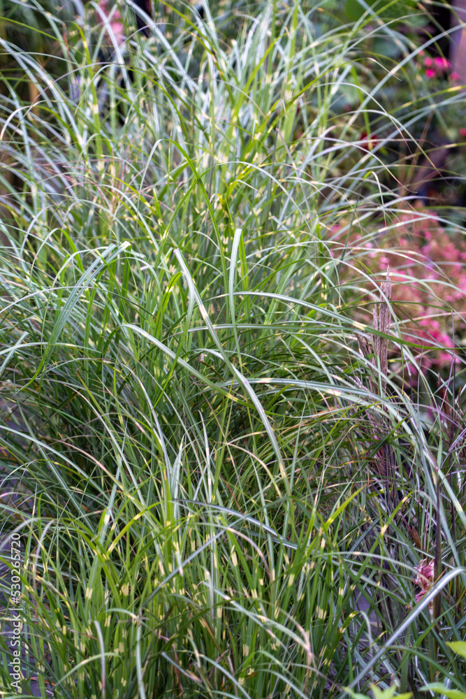High grass close up High grass close up