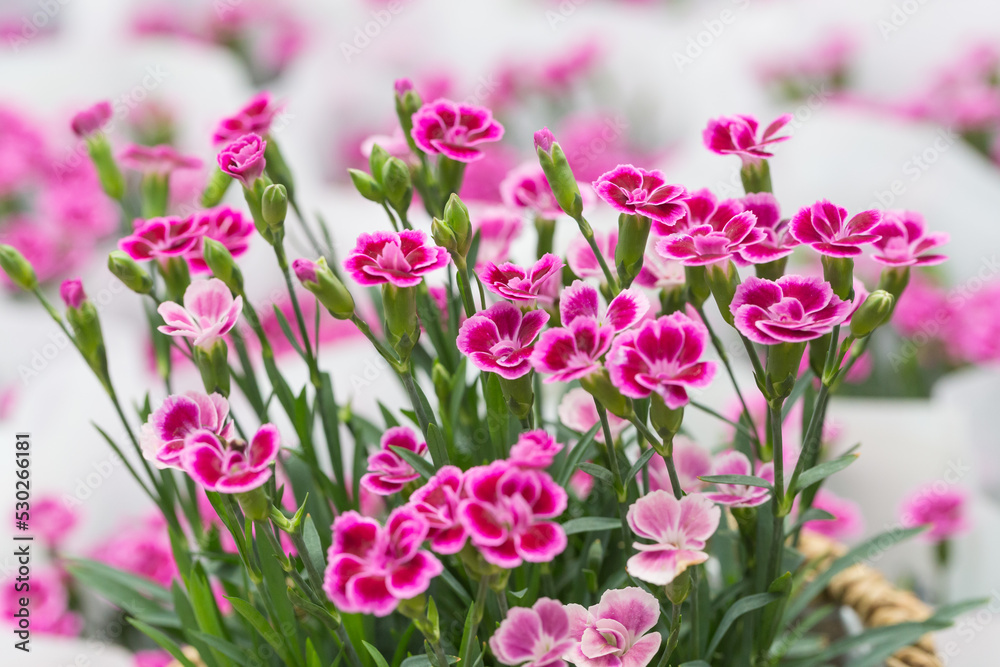 Outdoor blooming pink flowers and green leaves，Dianthus chinensis
