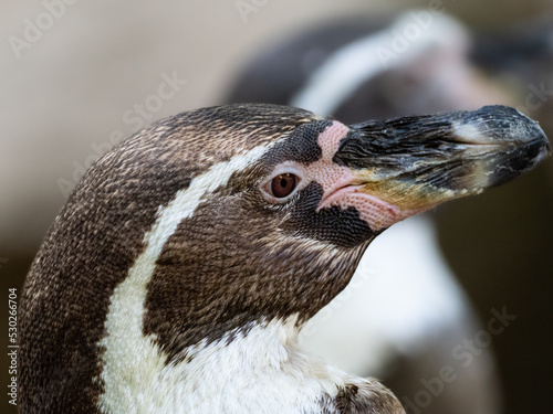 Humboltpinguin photo