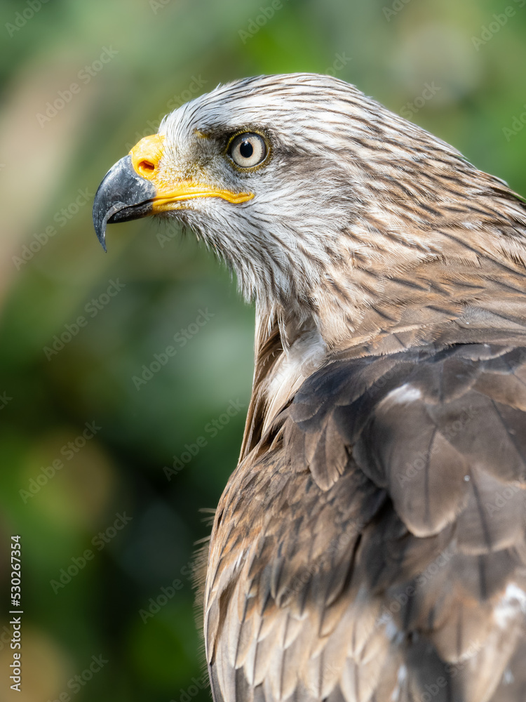 Adler Adler