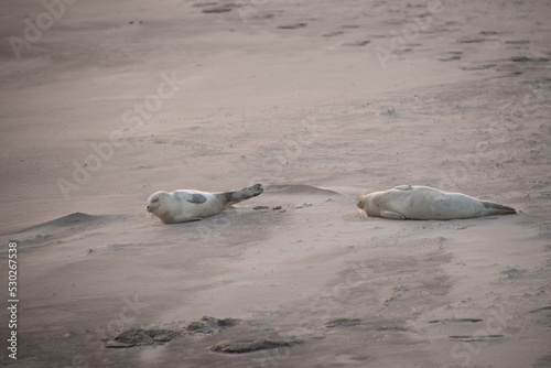 zwei junge Seehunde / Robben am Sandstrand, ausruhen