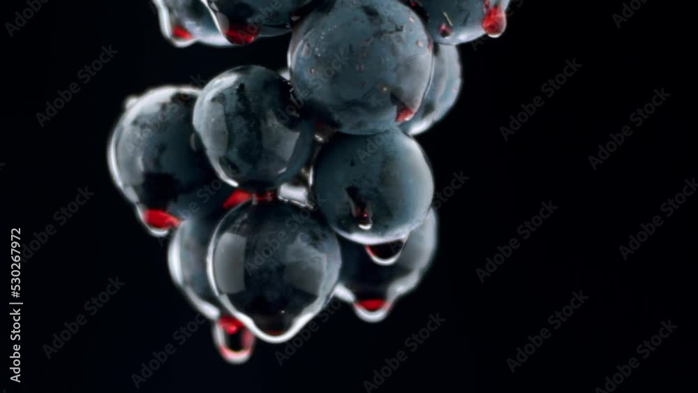 Fresh black grapes rotation on isolated black background on super slow motion. Grapes close up. Loop motion. Beautiful stock footage for wine commercial. Taste Luxury Grapes. Quality Creative Vine.