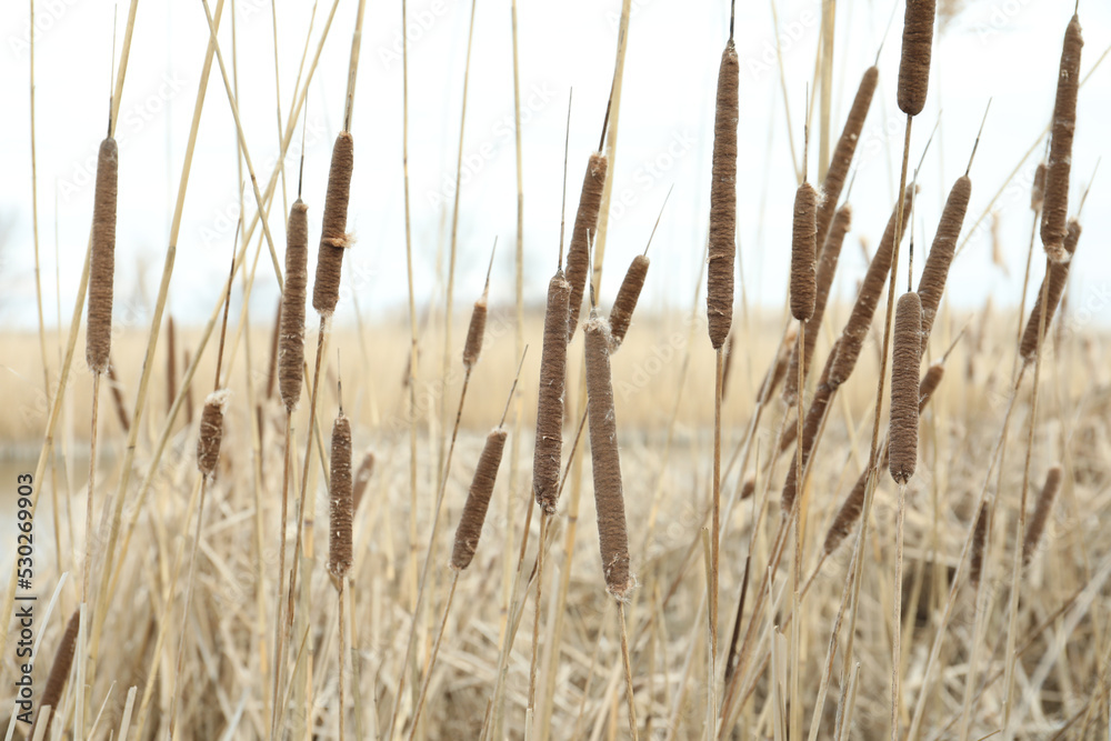 Fototapeta premium Many beautiful dry reeds in countryside, closeup