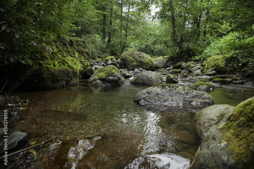 Picturesque view of mountain river, stones and green plants in forest Picturesque view of mountain river, stones and green plants in forest