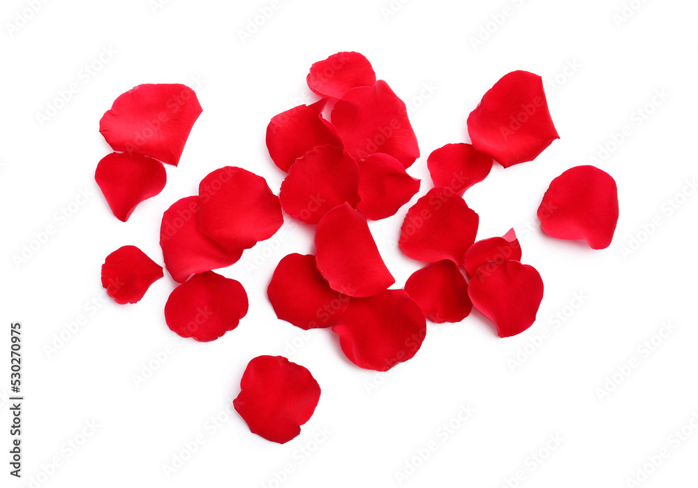 Many red rose petals on white background, top view Many red rose petals on white background, top view