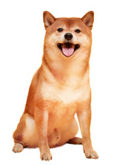 Japanese smiling Shiba Inu dog. Red-haired Japanese dog portrait. Cryptocurrency