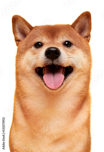 Japanese smiling Shiba Inu dog. Red-haired Japanese dog portrait. Cryptocurrency