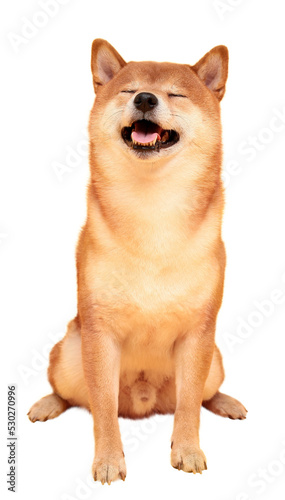 Japanese smiling Shiba Inu dog. Red-haired Japanese dog portrait. Cryptocurrency