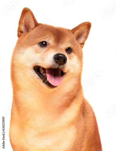 Japanese smiling Shiba Inu dog. Red-haired Japanese dog portrait. Cryptocurrency