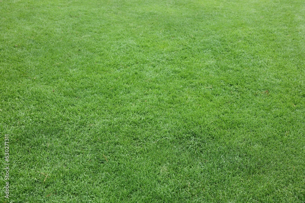 Beautiful freshly cut green lawn as background Beautiful freshly cut green lawn as background