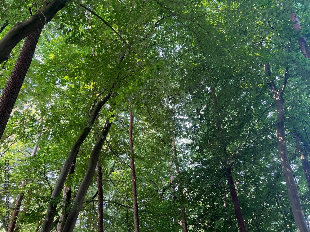 Fototapeta premium Beautiful green trees in forest on sunny day