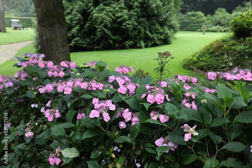 Beautiful blooming hydrangeas in garden. Landscape design