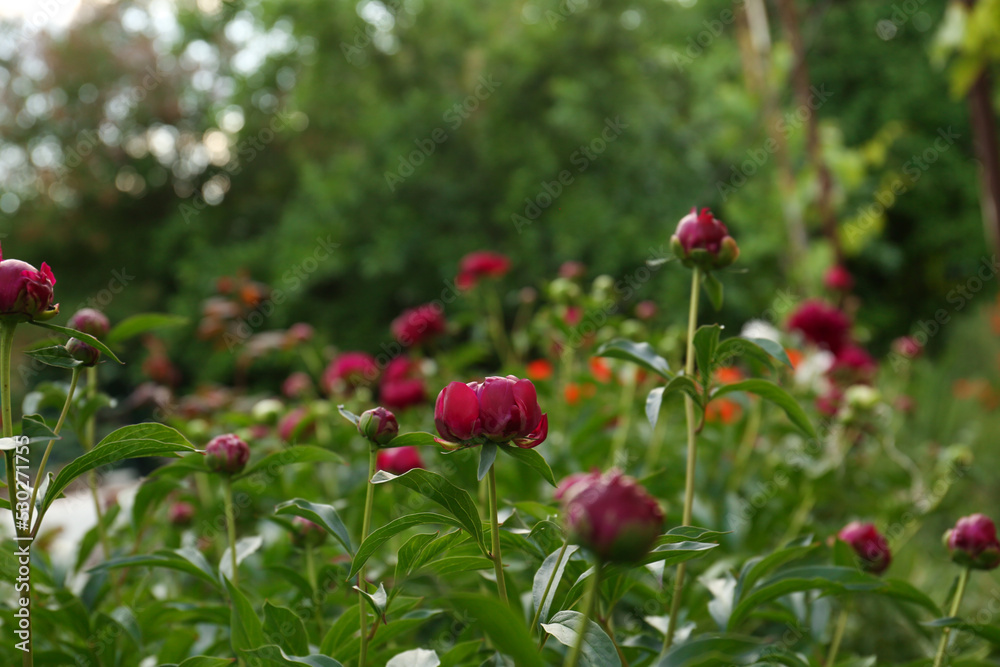 Beautiful peony plants with burgundy buds outdoors