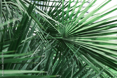 Beautiful green tropical leaves outdoors  closeup view