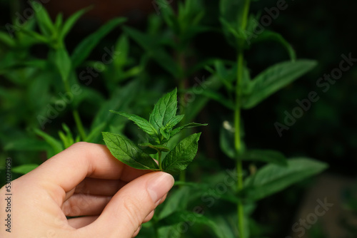 Woman picking fresh green mint outdoors, closeup