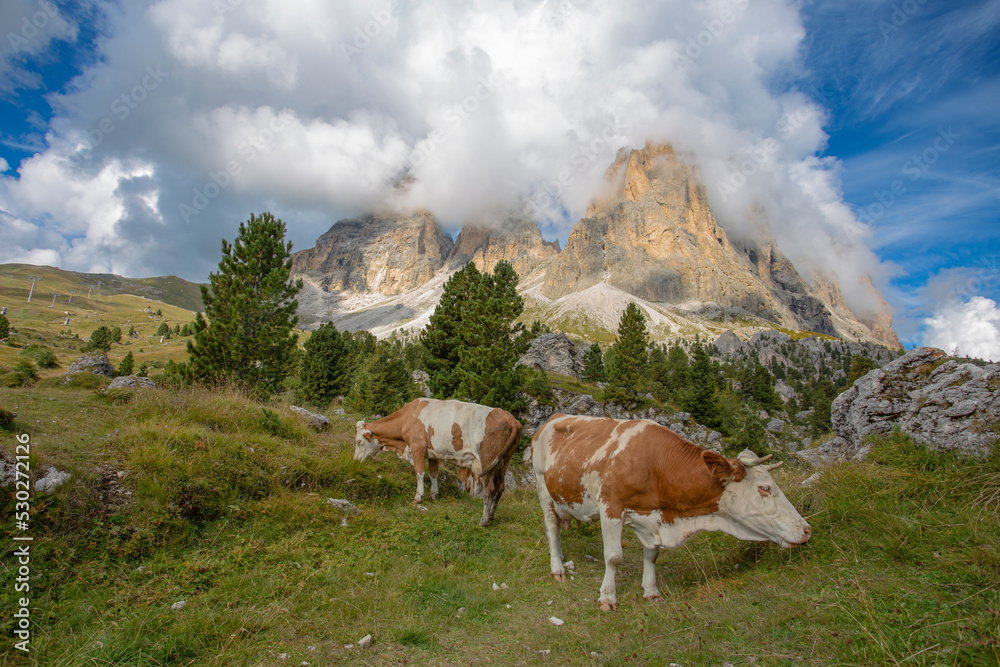 View of Sassolungo group mountains of Dolomites, between Gardena Valley and Fassa Valley with cows grazing the grass, Italy
