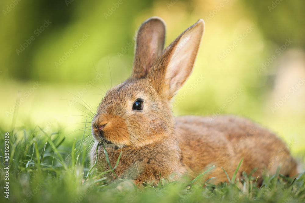 Fototapeta premium Cute fluffy rabbit on green grass outdoors