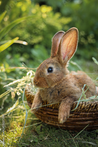 Fototapeta Naklejka Na Ścianę i Meble -  Cute fluffy rabbit in wicker bowl with dry grass outdoors