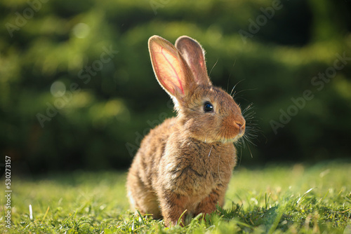 Fototapeta Naklejka Na Ścianę i Meble -  Cute fluffy rabbit on green grass outdoors
