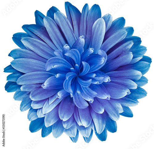 Blue  flower  isolated on  a white background. No shadows with clipping path. Close-up. Nature. © nadezhda F