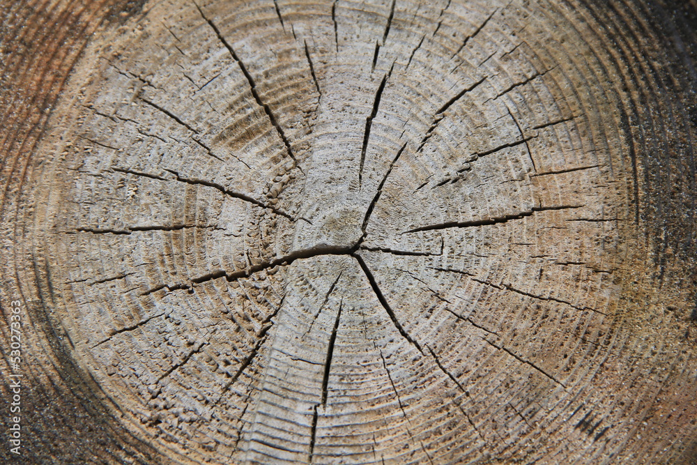 Fototapeta premium ひび割れている古い年輪