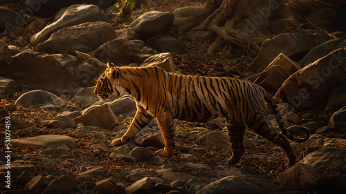 Amazing tiger in the nature habitat. Tiger pose during the golden light time. Wildlife scene with danger animal. Hot summer in India. Dry area with beautiful indian tiger. Panthera tigris. © photocech